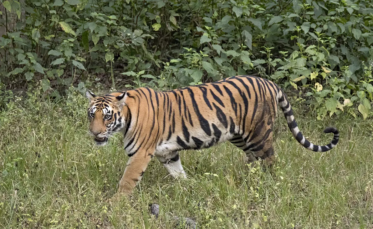 Bengalischer Tiger: Wo und wie lebt er?  Ist er immer noch in Gefahr?