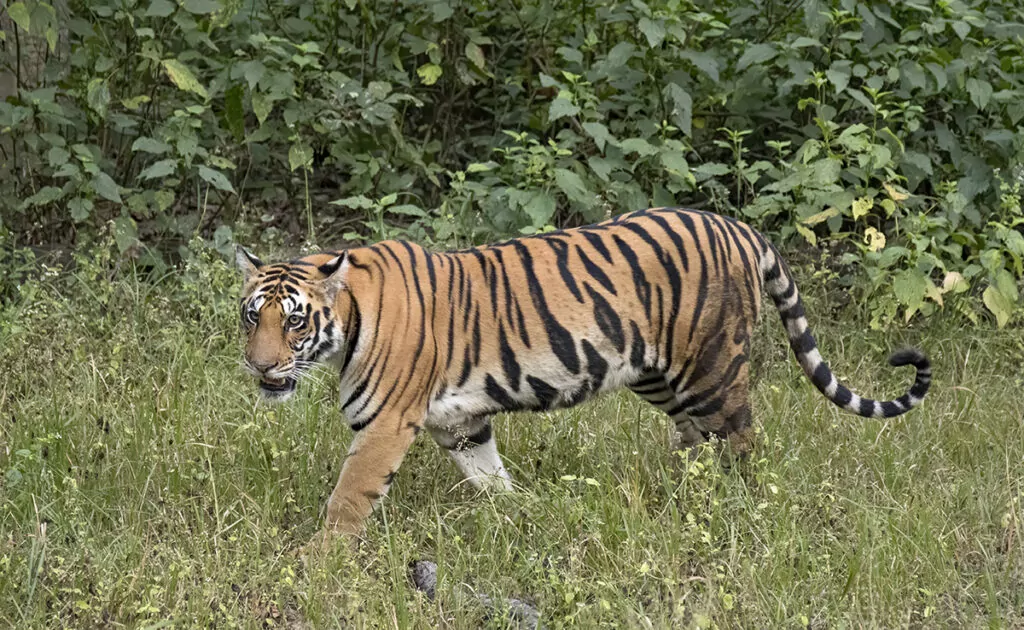 tigre du bengale 150713 1200 738