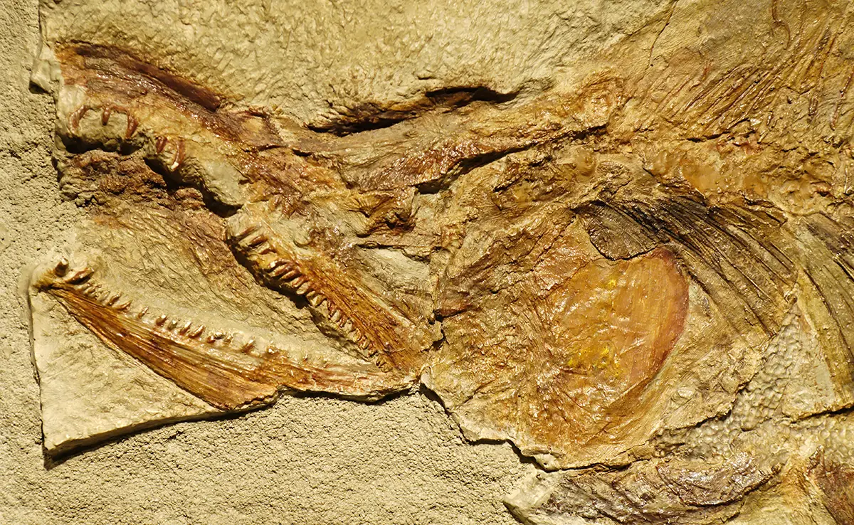 Fossile Tiere: Wer sind sie?  Wie sind sie dazu geworden?