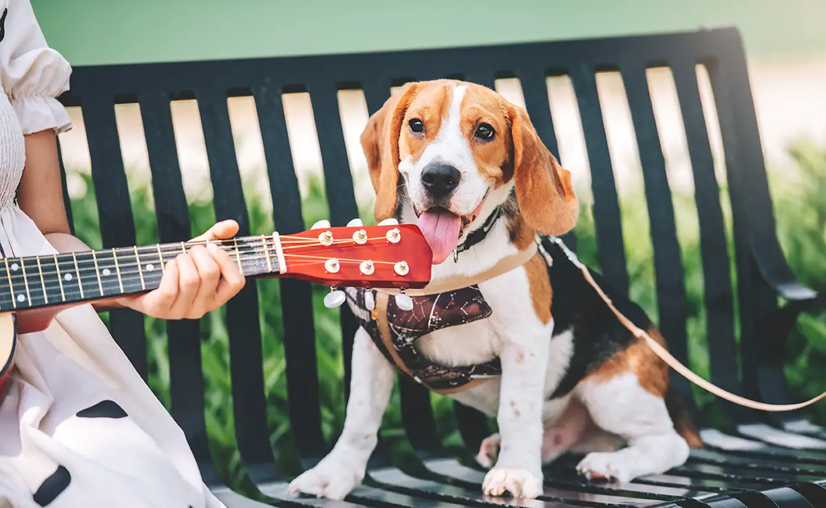 Mögen Tiere Musik?