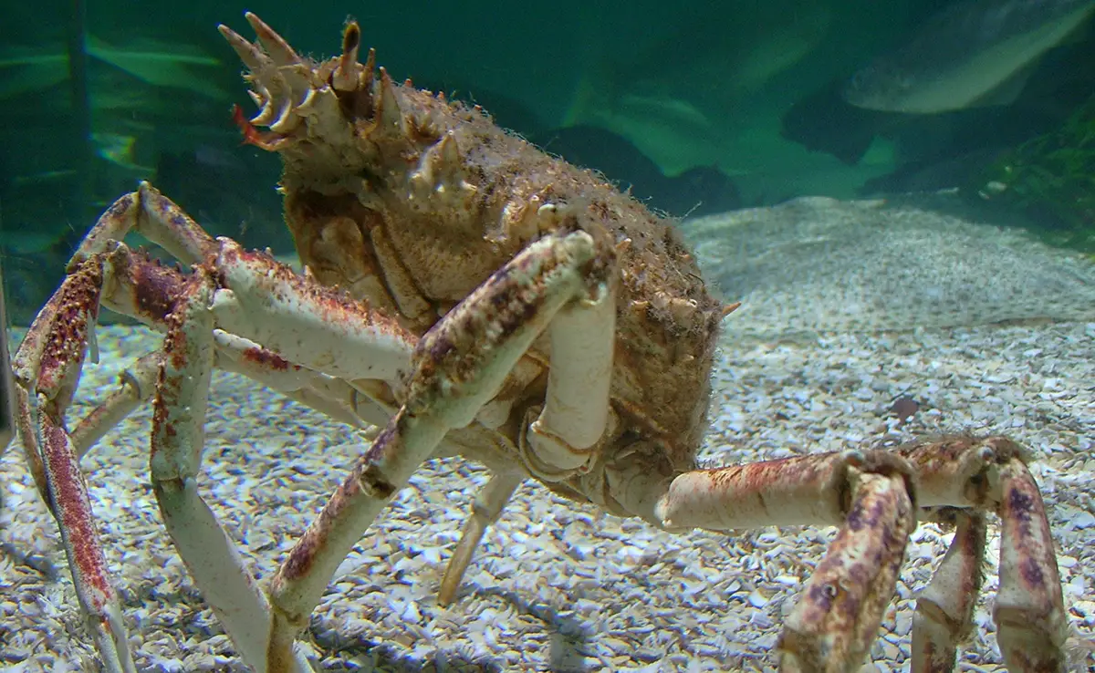 Seespinne: Wer ist diese Krabbe?  Wie lebt er?