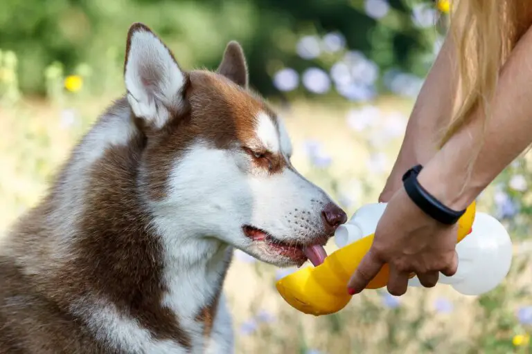 batidos para perros 2