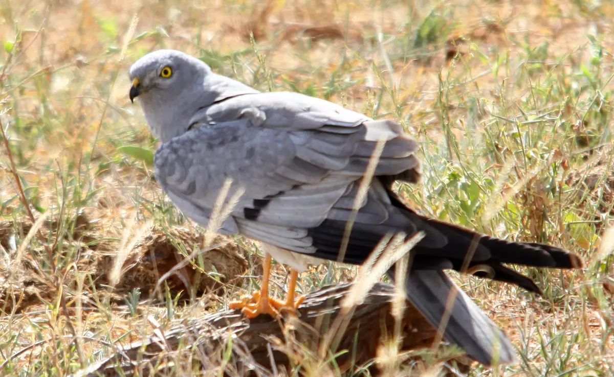 Nördlicher Rohrweihe, Zuggreifvogel: Wer ist das?  Wie lebt er?