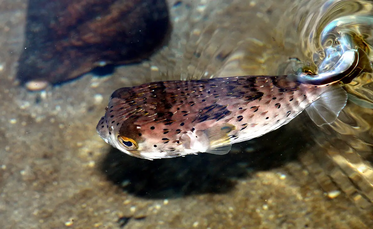 Fugu, der tödliche japanische Fisch, der Feinschmecker fasziniert