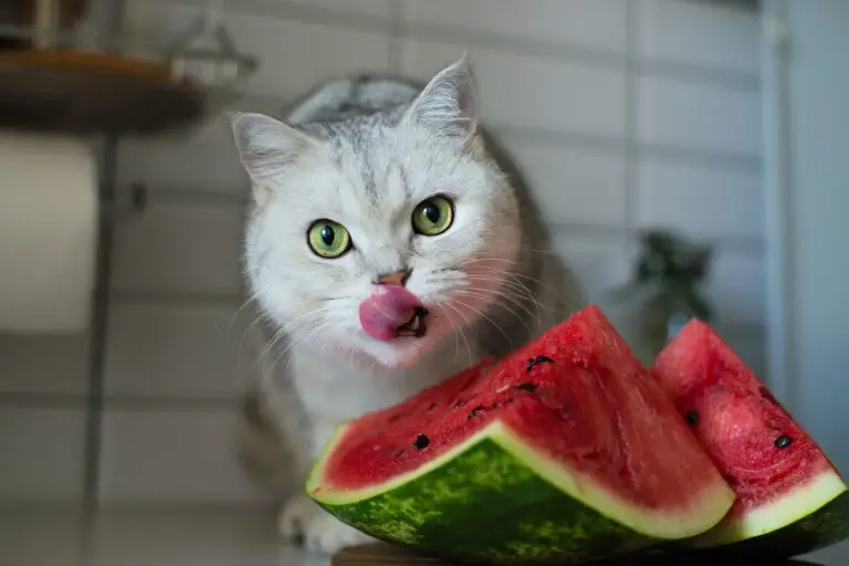 los gatos pueden comer sandia