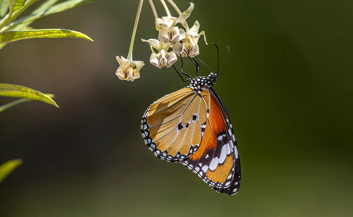 Insektenwanderung: 8 symbolträchtige Arten, die wie Vögel wandern!