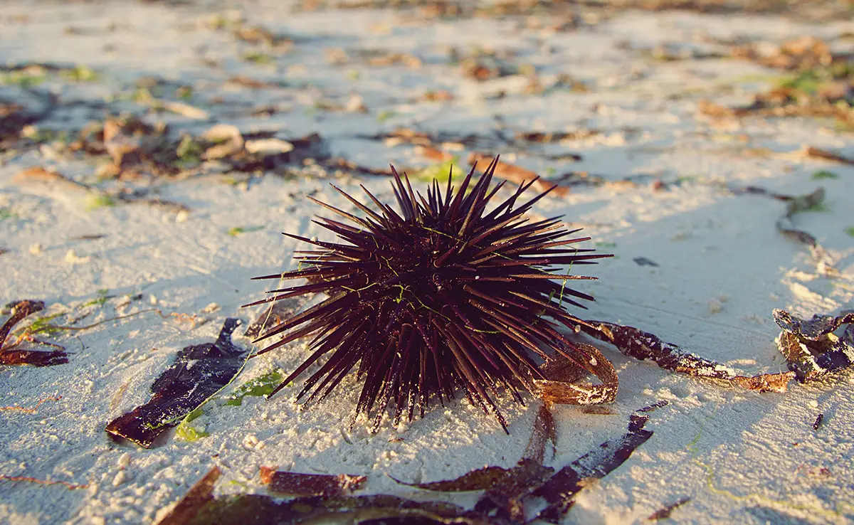 Seeigel: Wer sind sie?  Wie leben sie?