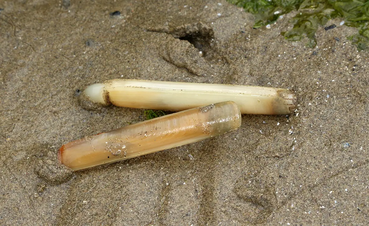 Messerfischen, eine unterhaltsame Aktivität am Meer