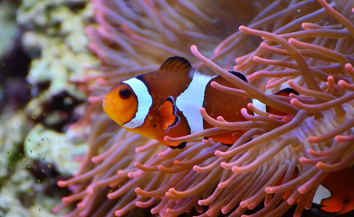 Was sind die unwahrscheinlichsten Tiersymbiosen?