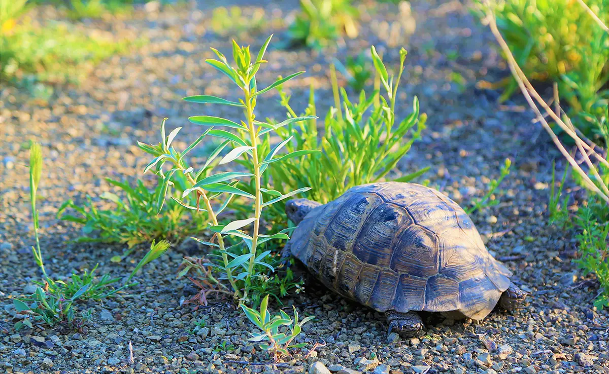 Meine Schildkröte will nicht mehr fressen: Warum?  Was zu tun ?