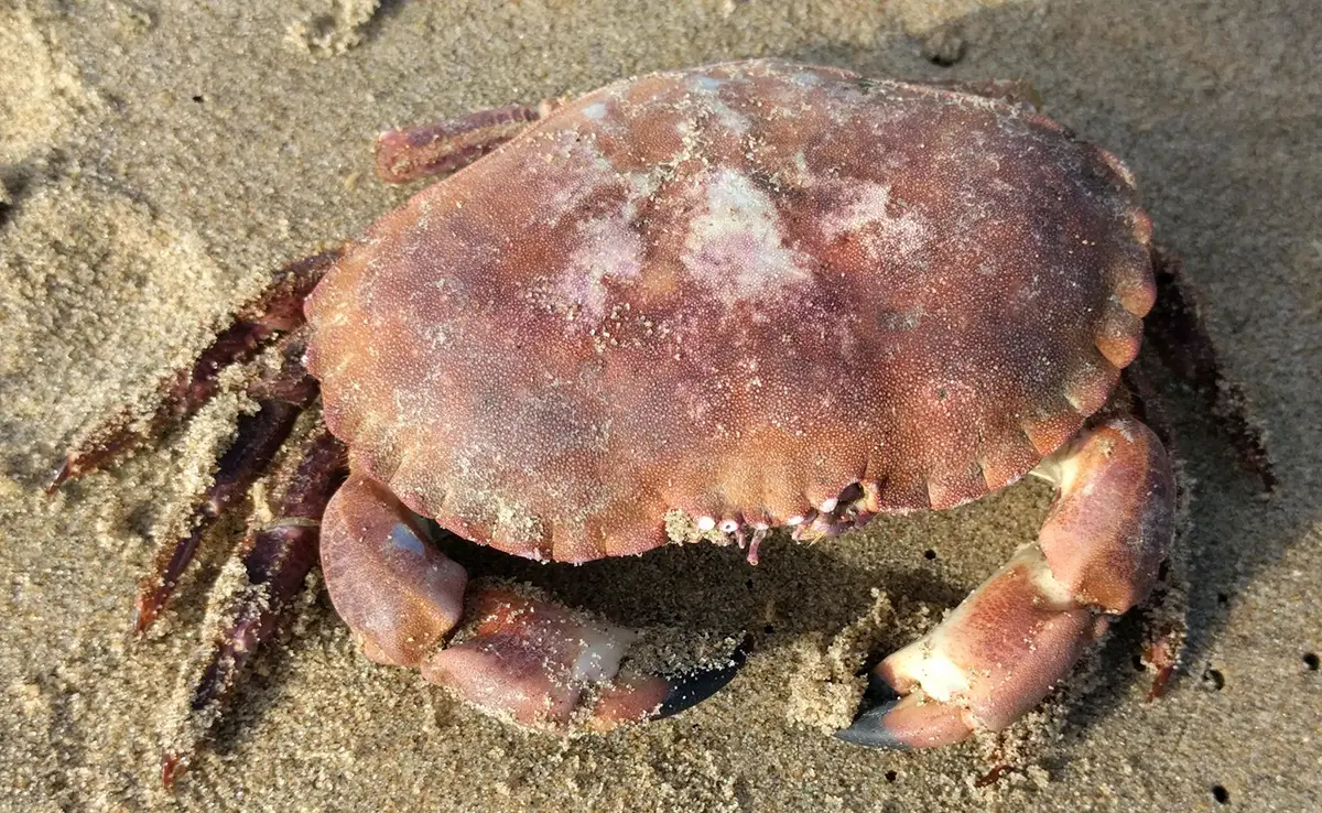 Krabbe oder Dungeness-Krabbe: Wer ist das?  Wie lebt er?