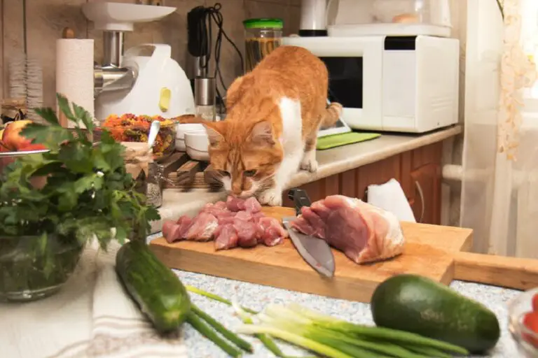 Comida casera para gatos