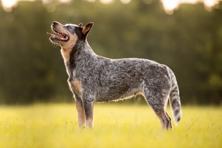 El perro mas viejo del mundo