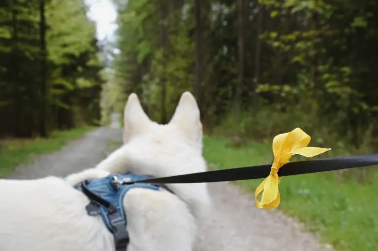 Lazo amarillo en perros