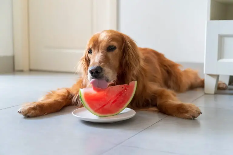 Los perros pueden comer sandia