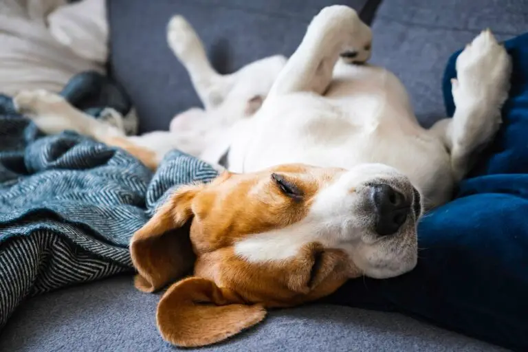 Posturas de perros al dormir