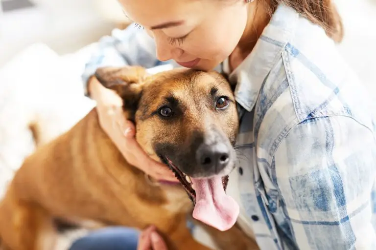 acogida de perros