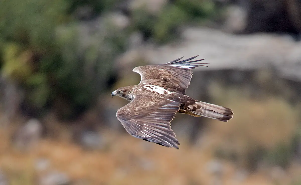 Habichtsadler: Wer ist er? Wie lebt er?