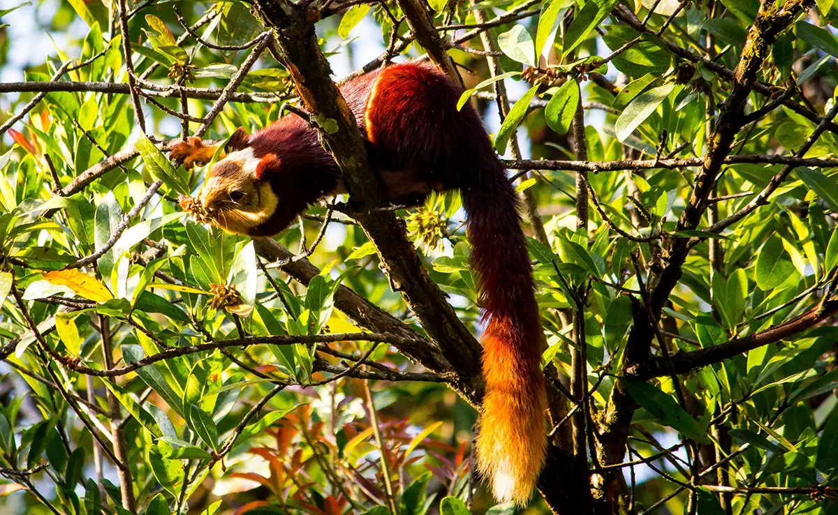 Indisches Rieseneichhörnchen: Wer ist es und wie lebt es?