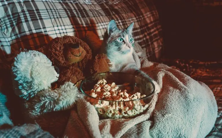 peliculas con gatos