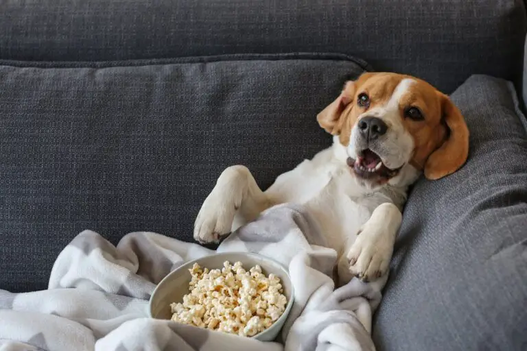 peliculas de perros