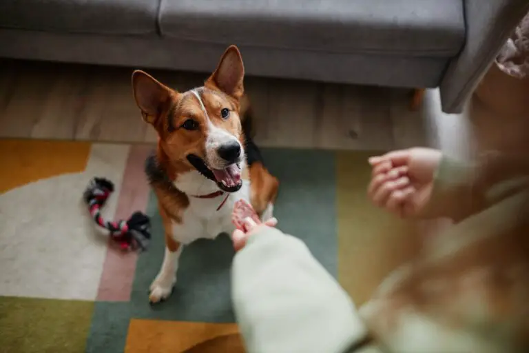 Juguetes interactivos para perros