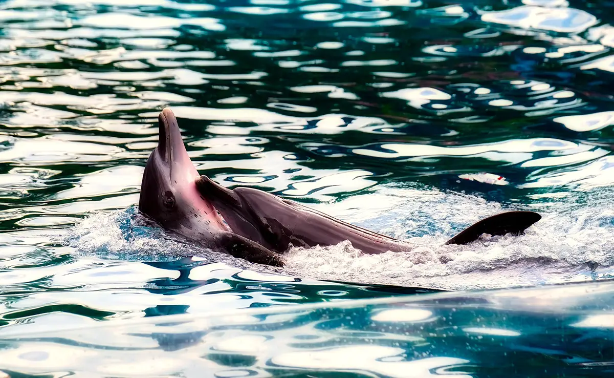 Wie paaren sich Tiere im Wasser?