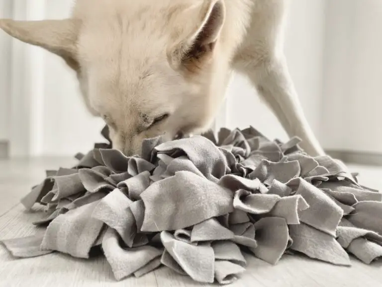 alfombras olfativas para perros