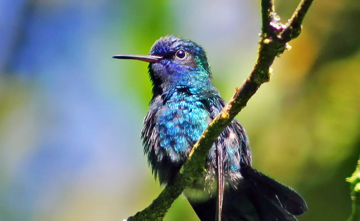 Welche endemischen Tiere können auf den Antillen (Martinique, Guadeloupe usw.) beobachtet werden?