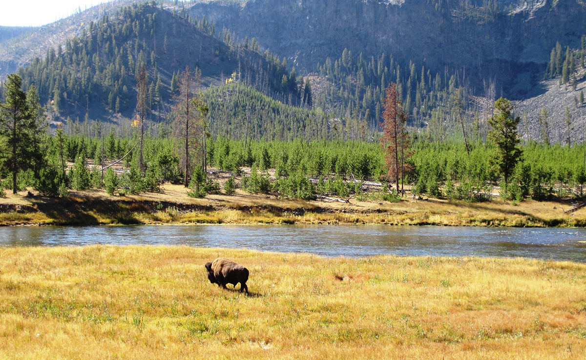 Welche Wildtiere kann man im Yellowstone-Nationalpark beobachten?