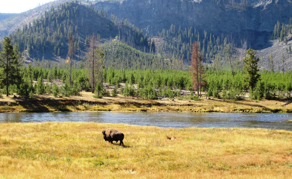 animaux yellowstone 092825 1200 738