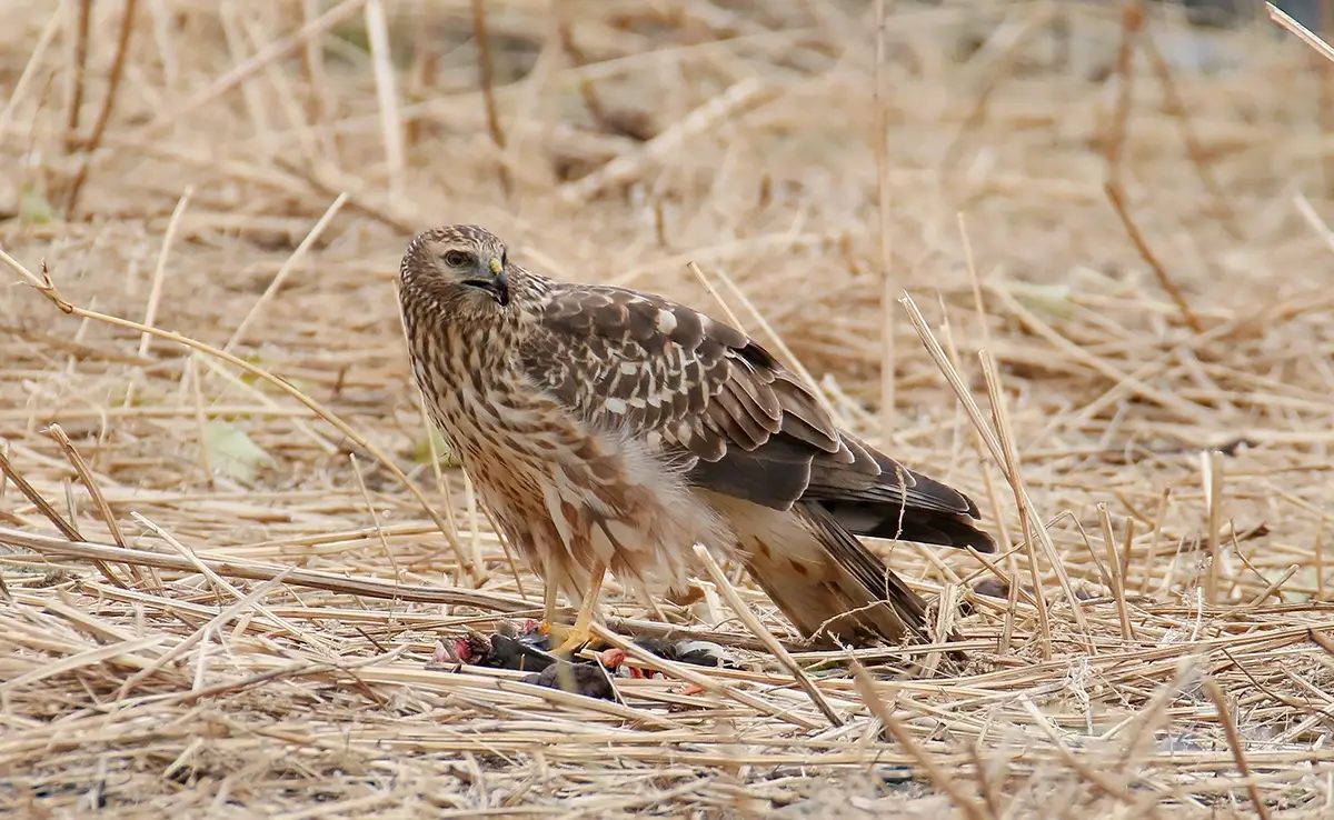 Hen Harrier: Wer ist er? Wie lebt er?