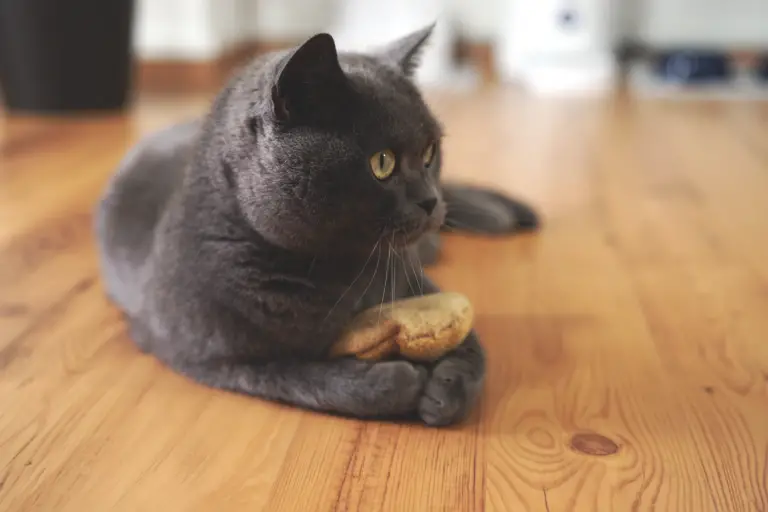 cojin con valeriana para gatos