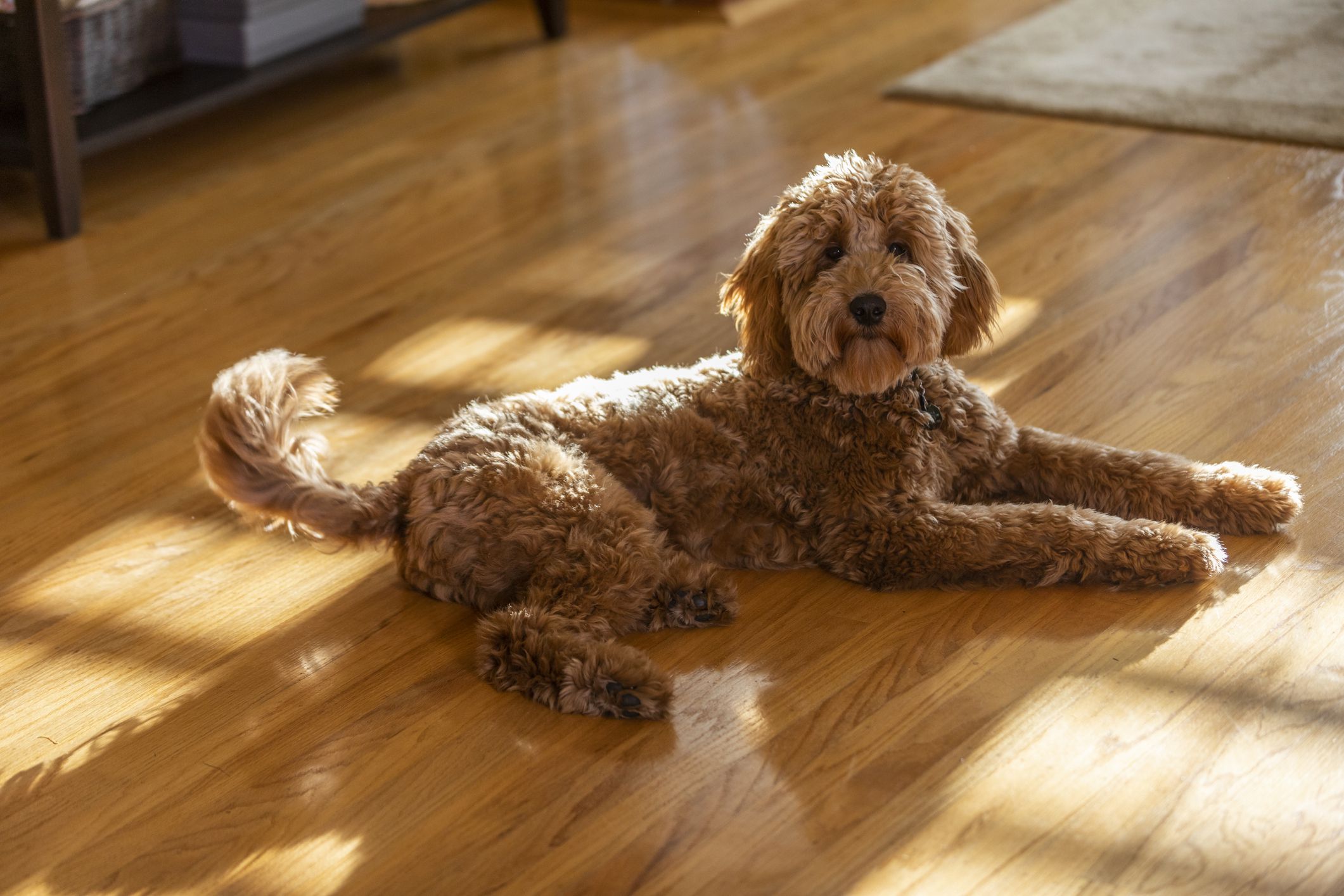 goldendoodle puppy portrait in a living room 1213291109 1f7124995cbf4495b3ef73f4182c3ddf