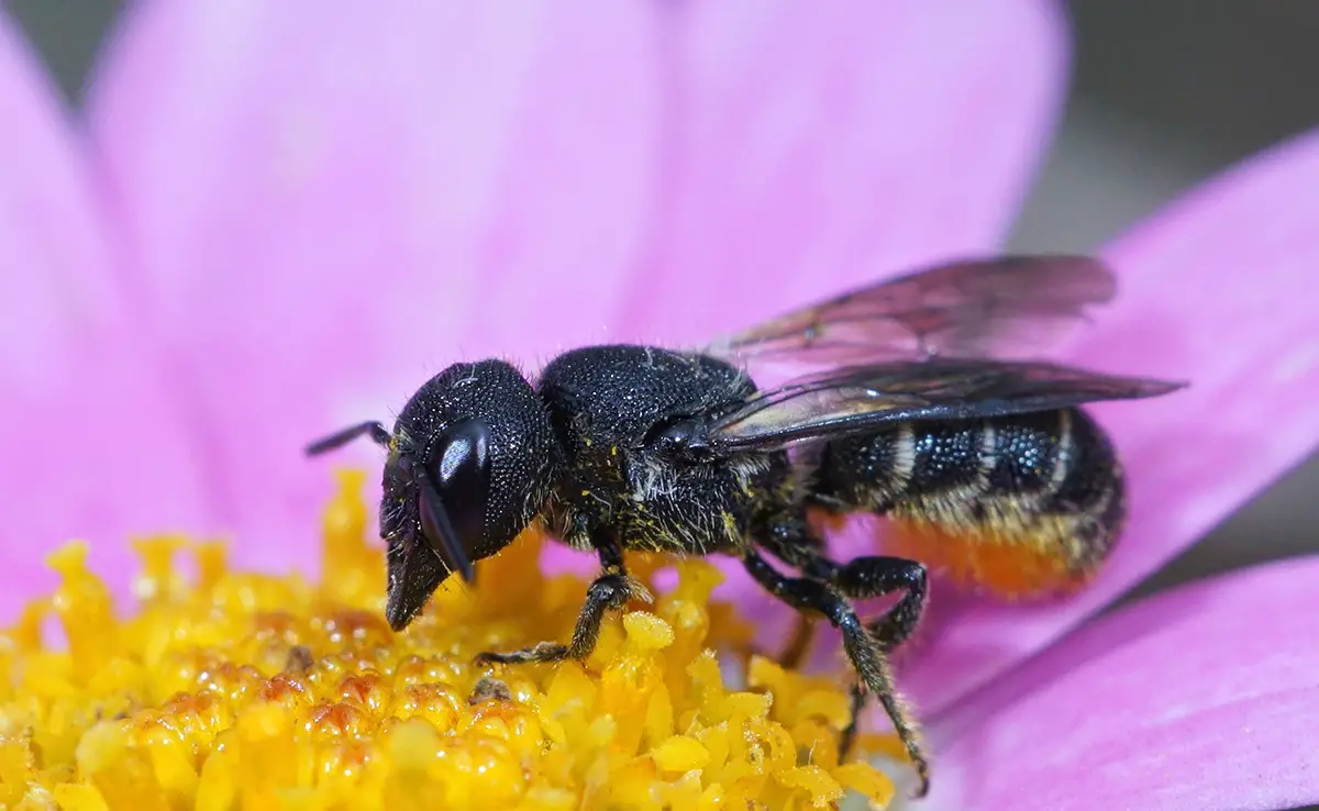 Wie schützt man bestäubende Insekten?