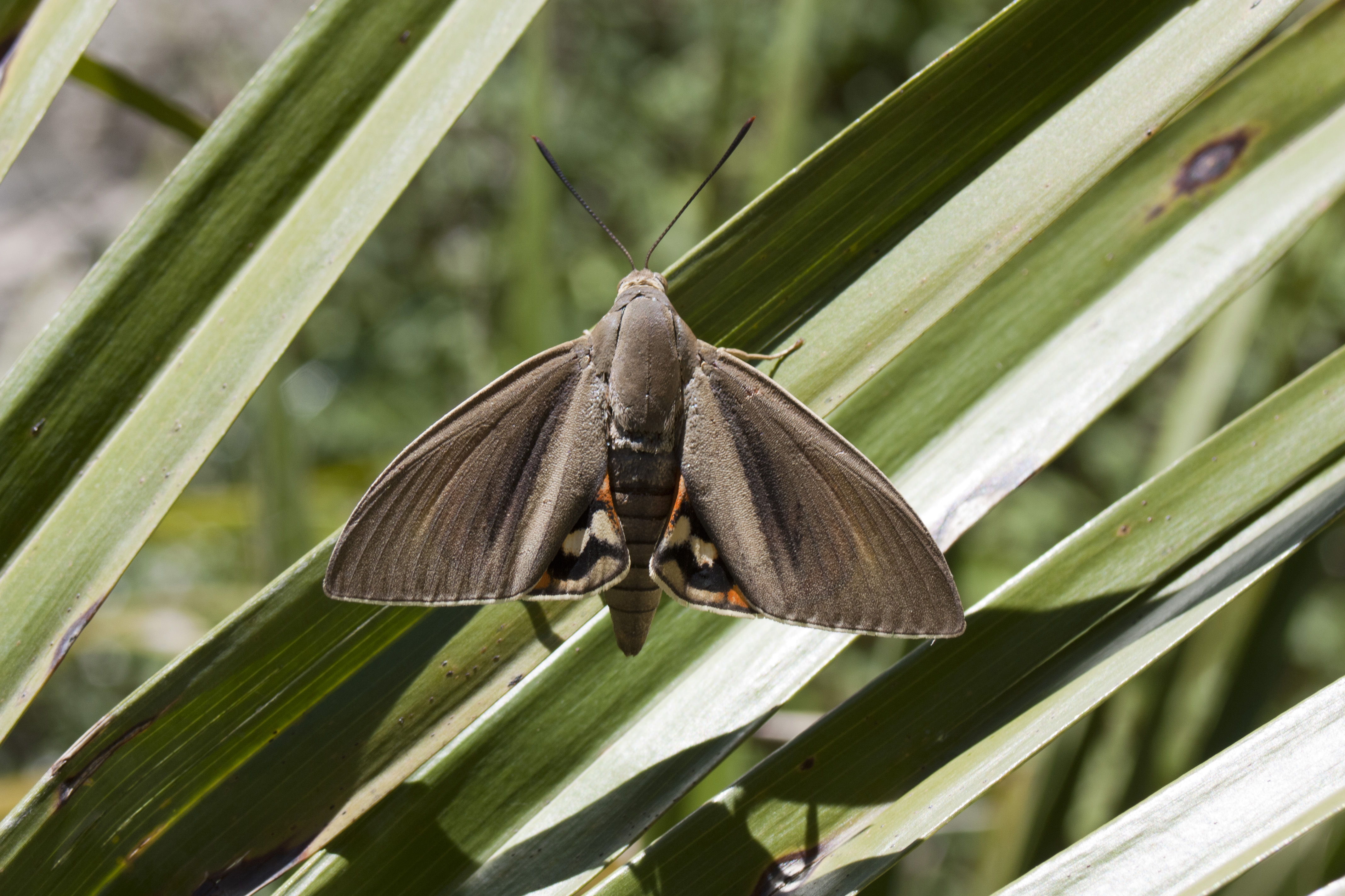 Palmenschmetterling: Wer ist das? Wie lebt er?