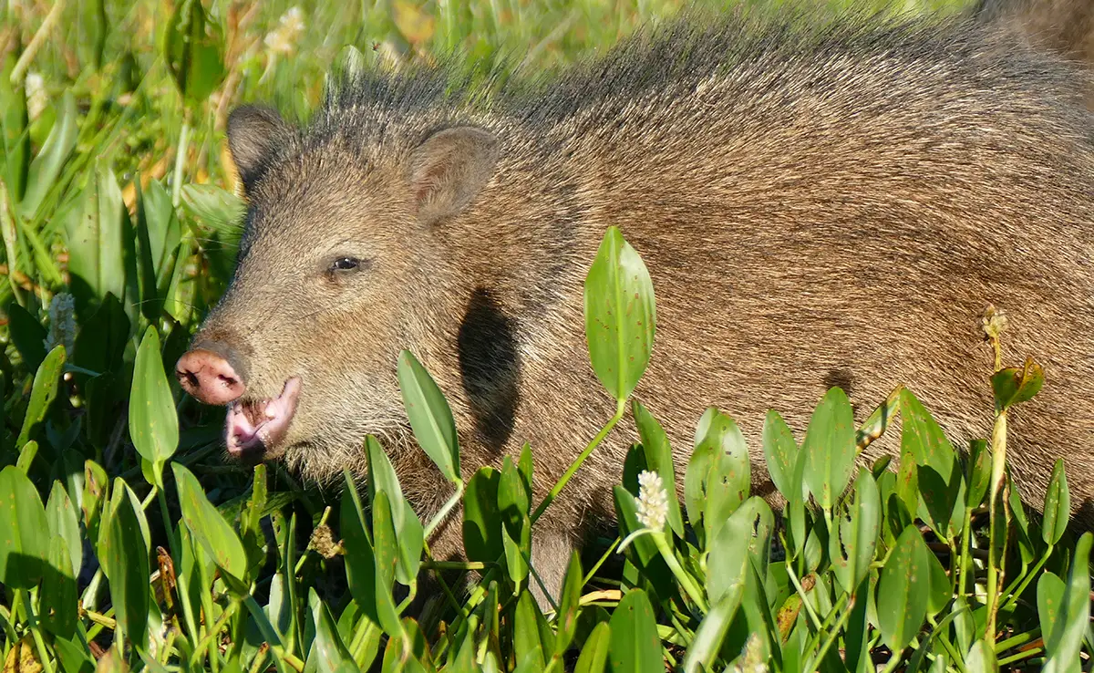 Pekari, Säugetier in der Nähe des Schweins: Wer ist das? Wie lebt er?