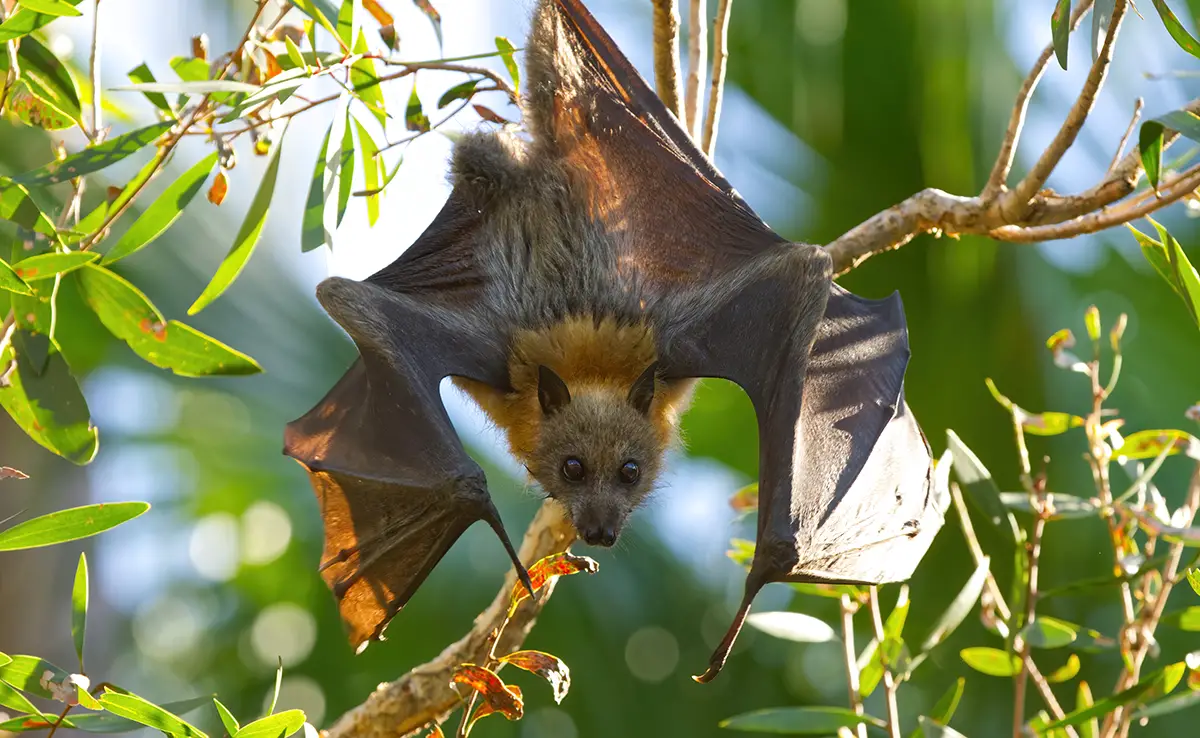 Der Flughund, eine große Fledermaus, die in mehreren Arten vertreten ist!