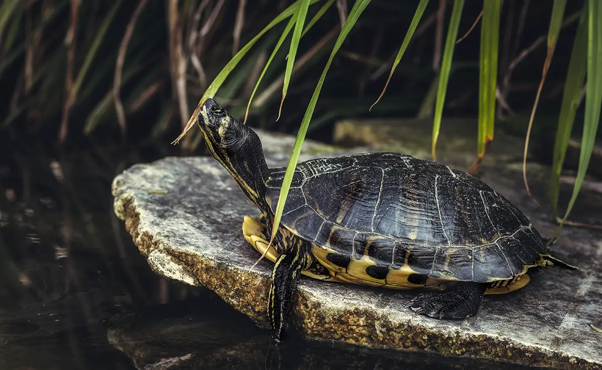 Was sind die Unterschiede zwischen einer Wasserschildkröte und einer Landschildkröte?