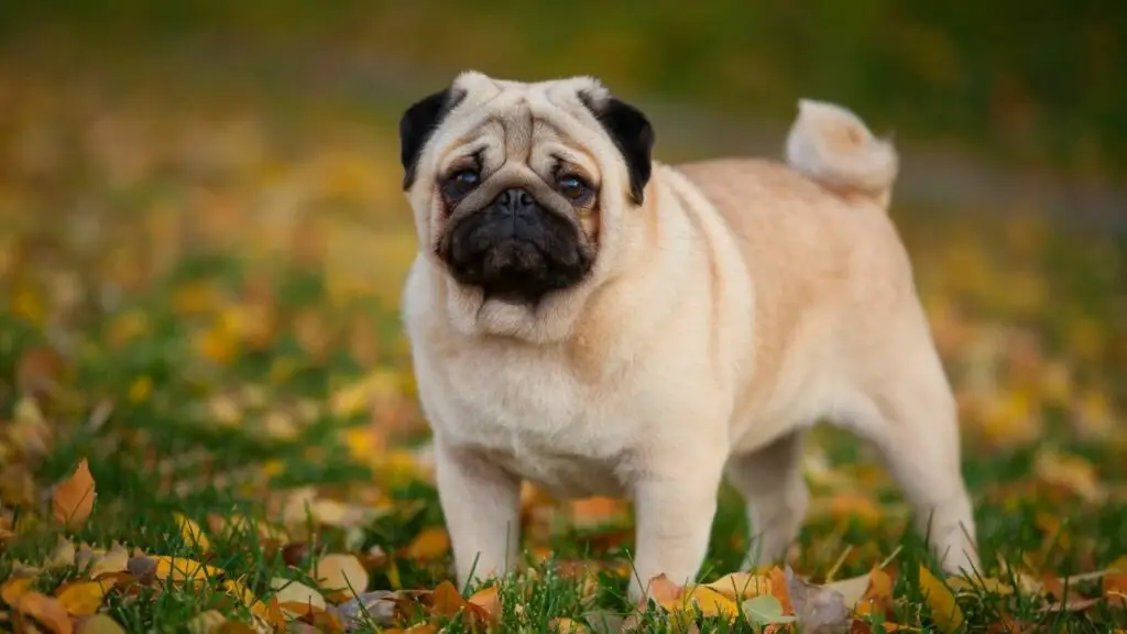 kleine Indoor-Hunde
