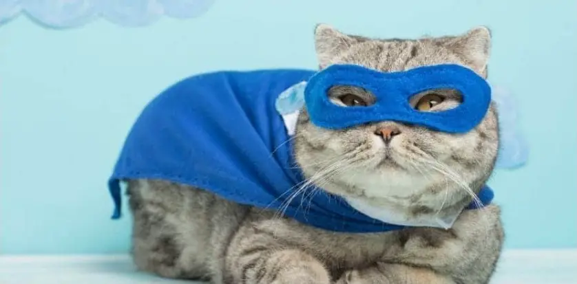 1728258026 Superhero Cat Names