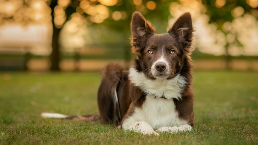 Nachteile des Border Collies