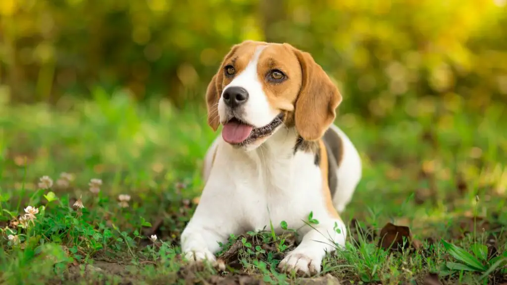 Bester Hund für ein Paar mittleren Alters
