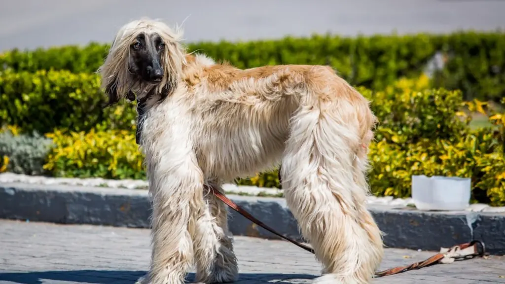 Hunde, die eng mit Wölfen verwandt sind