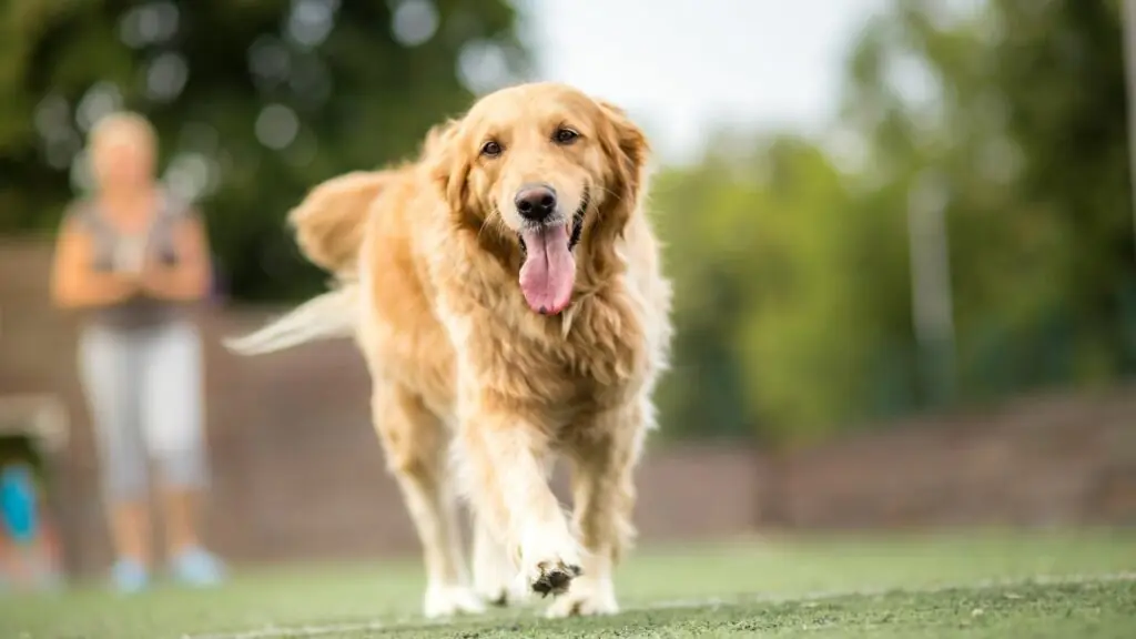 Ist ein Golden Retriever das Richtige für Sie?