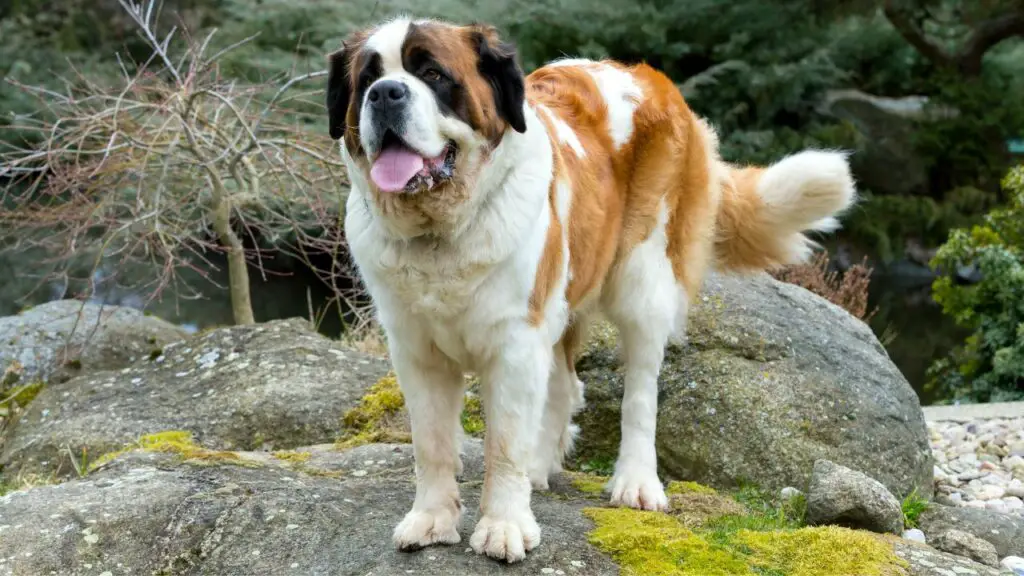 1729458314 879 Saint Bernard