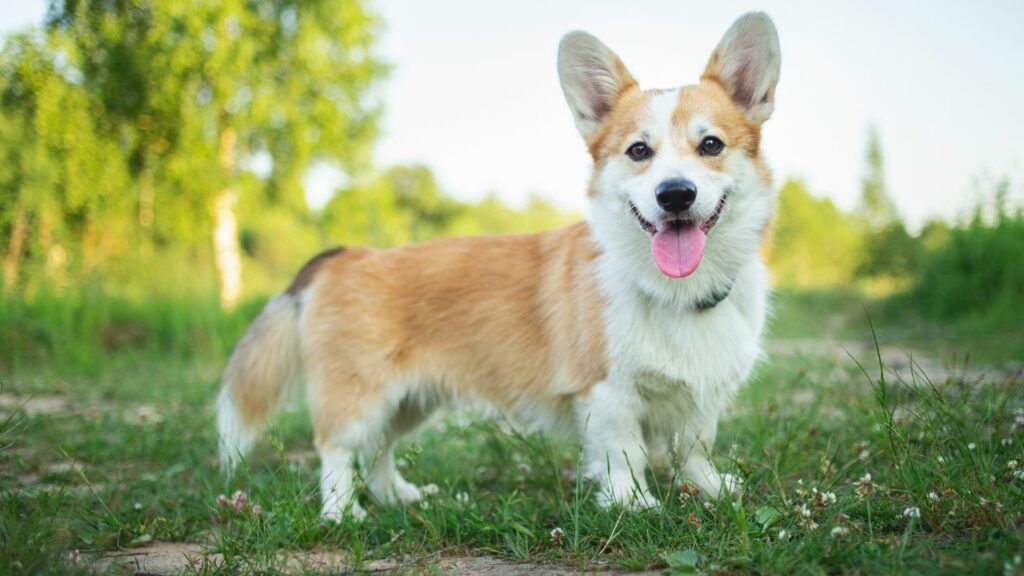 Wie sieht ein 50 Pfund schwerer Hund aus?