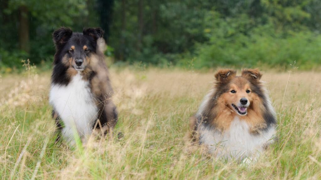 50 Pfund schwerer Hund