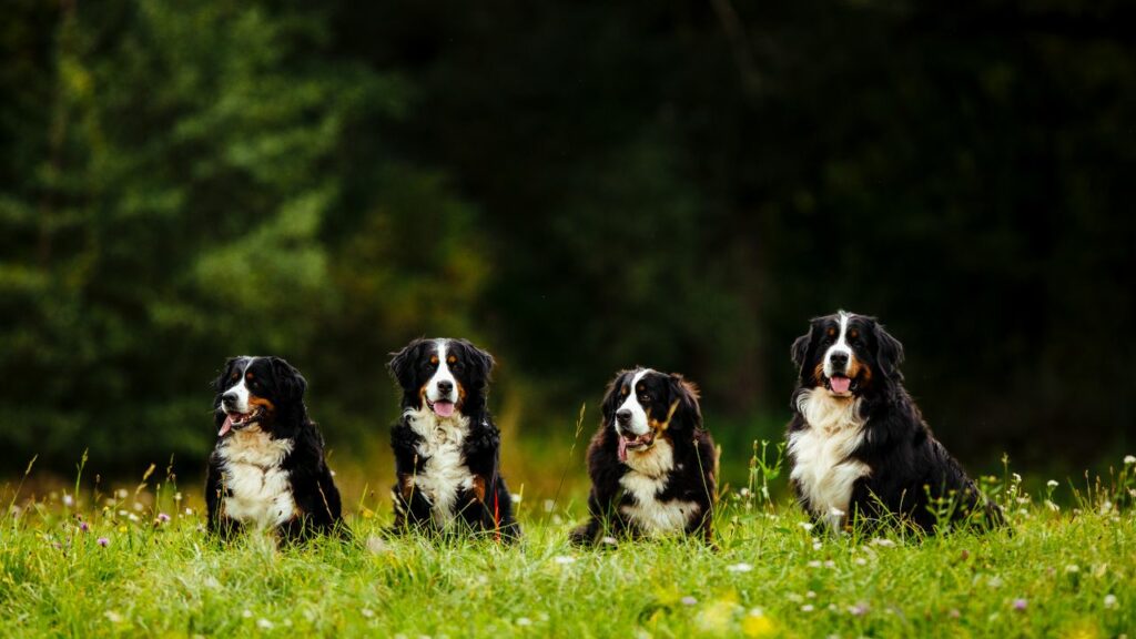 Wandern mit dem Berner Sennenhund