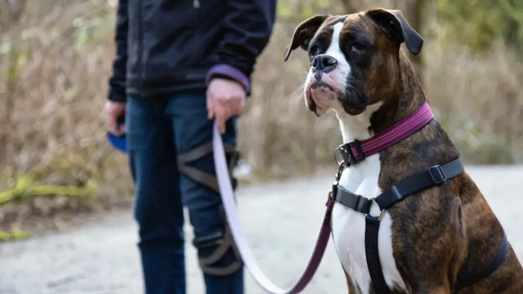 beste Hunde für Teenager
